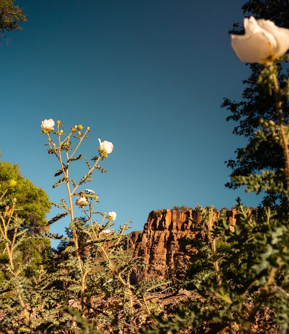 Prickly poppy flowers with red canyon cliffs behind