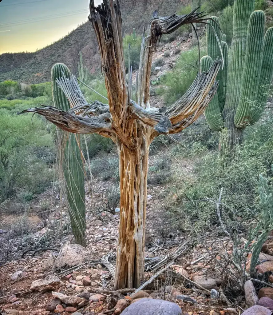 Dried saguaro skeleton among living cacti near Aravaipa Canyon